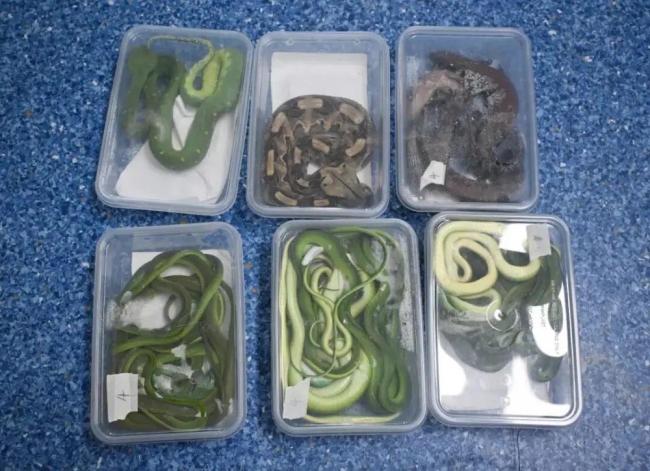 男子带13条活蛇4条蜥蜴进境被查