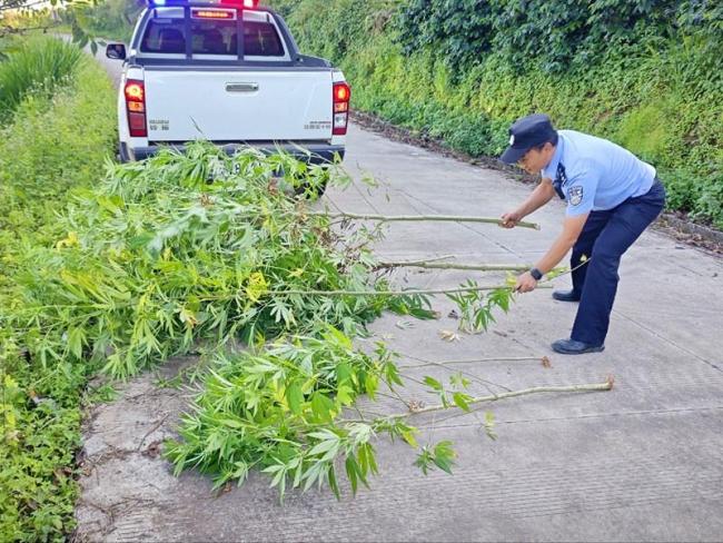 巡逻民警偶遇这种野生植物 当场铲除 消除毒品隐患