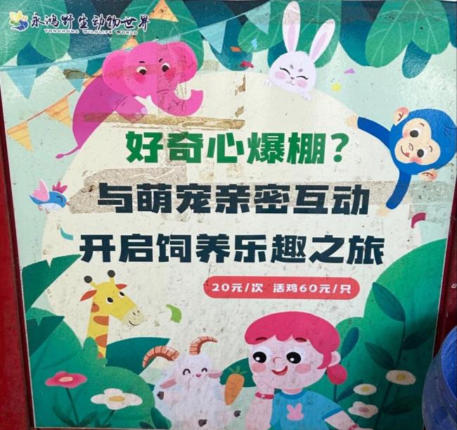 卖活鸡让猛兽撕咬 动物园投喂引争议 血腥表演惹众怒