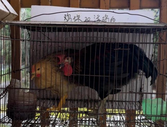 活体投喂为何总有人叫好 血腥表演引争议