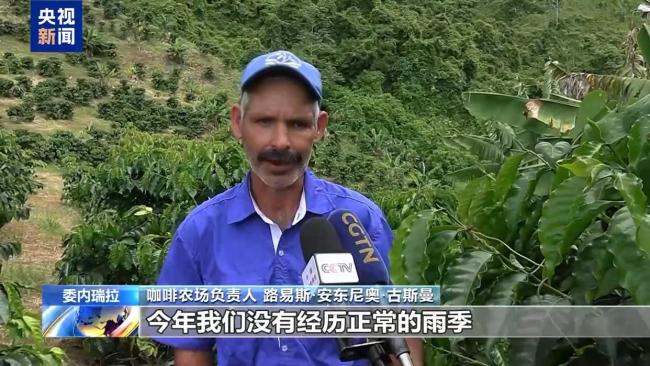 超强厄尔尼诺影响委内瑞拉咖啡豆 农户应对干旱挑战