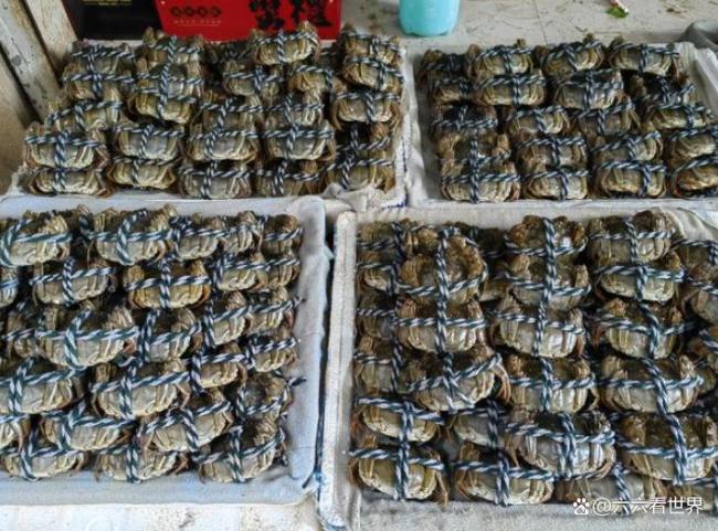 5元1只?大闸蟹“崩盘”了吗 价格分化显现