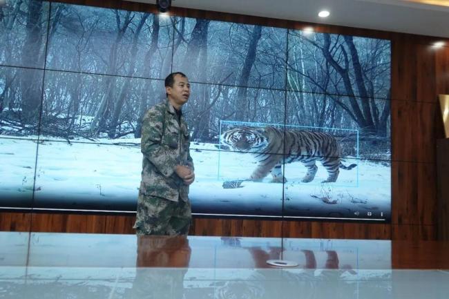 东北虎一生只做三件事 揭秘生存日常