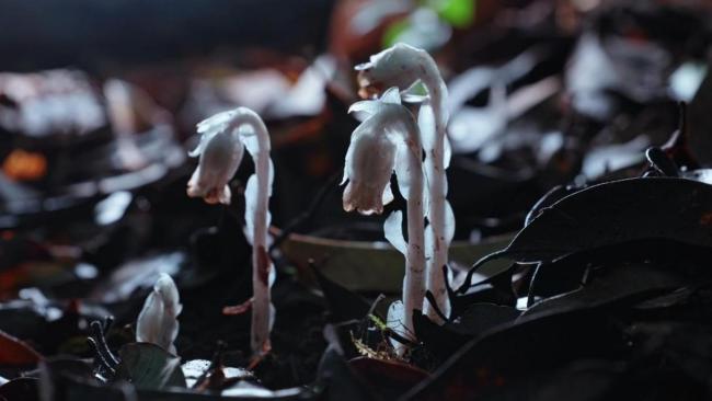机器狗进哀牢山拍到“冥界之花” 揭秘原始森林奇观