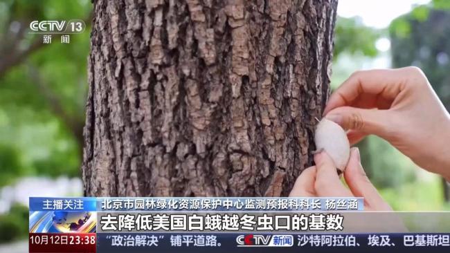 北京派出11亿头“虫虫特工队” 治理美国白蛾