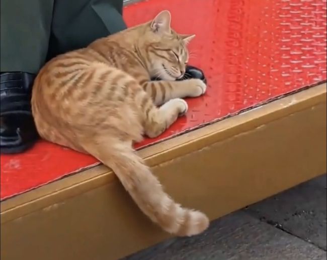 天安门站岗小橘猫被收为故宫猫