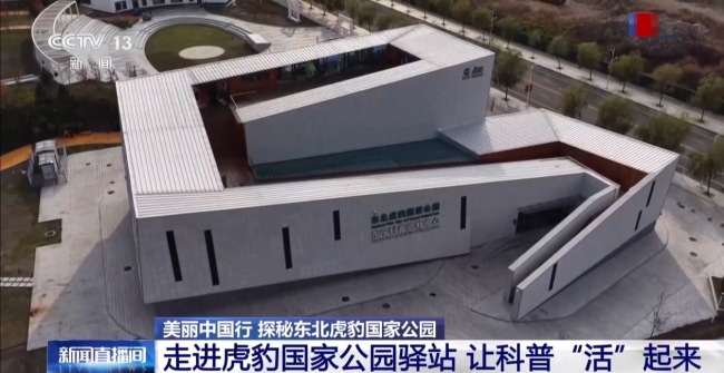 短尾母虎现身国家公园 “完达山一号”或“脱单”