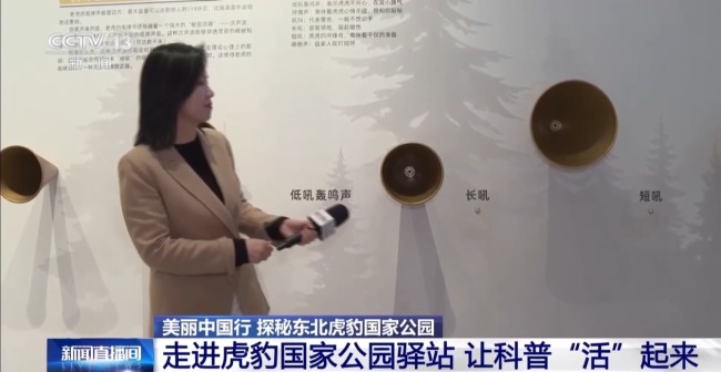 短尾母虎现身国家公园 “完达山一号”或“脱单”