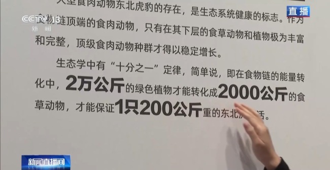 短尾母虎现身国家公园 “完达山一号”或“脱单”