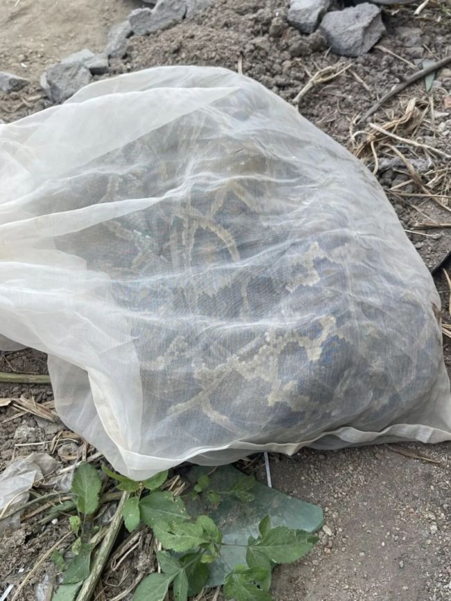 厦门一工地两天挖出2条巨蟒 体型惊人引发关注
