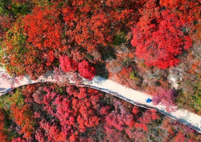 河南许昌：红叶醉秋山