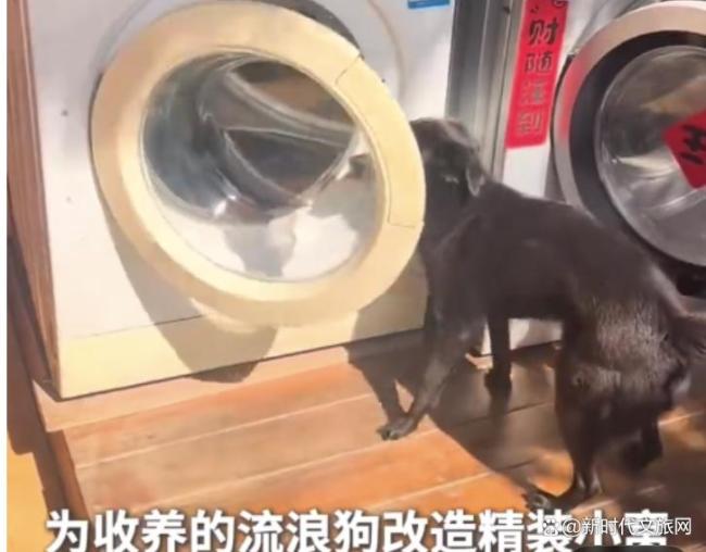 男子用旧洗衣机为流浪狗改造精装小窝