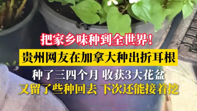 网友在加拿大种出折耳根 异国种植成功