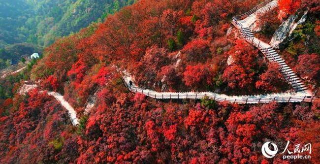 河南许昌：红叶醉秋山