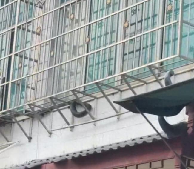贵州一小区现眼镜王蛇，重达16斤
