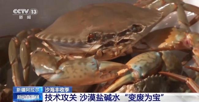 沙漠海鲜又上新了 生蚝丰收喜迎季