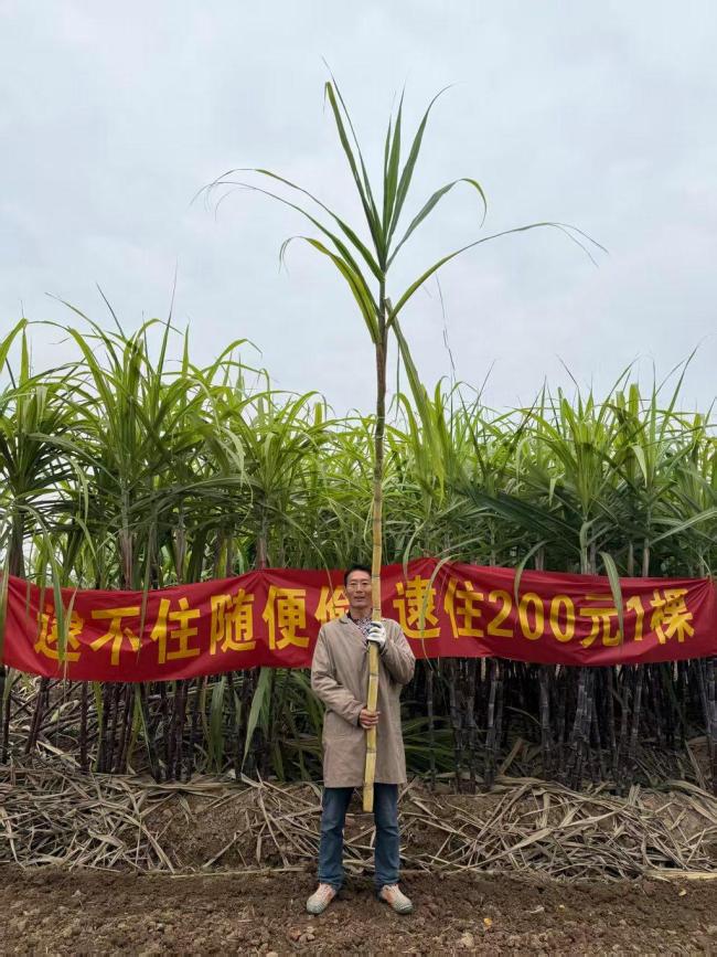 逮不住随便偷 逮住200元1棵：甘蔗地变网红打卡点