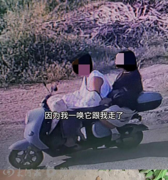 盗宰网红边牧“锄头”方赔偿主人30万 主人决定全款捐赠救助机构