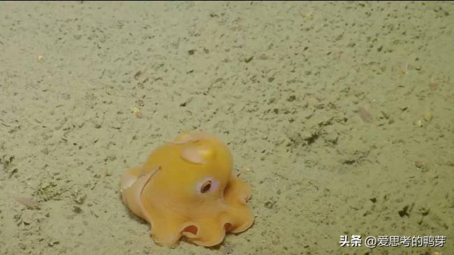 飞象章鱼长什么样子 飞象章鱼是保护动物吗可以养吗