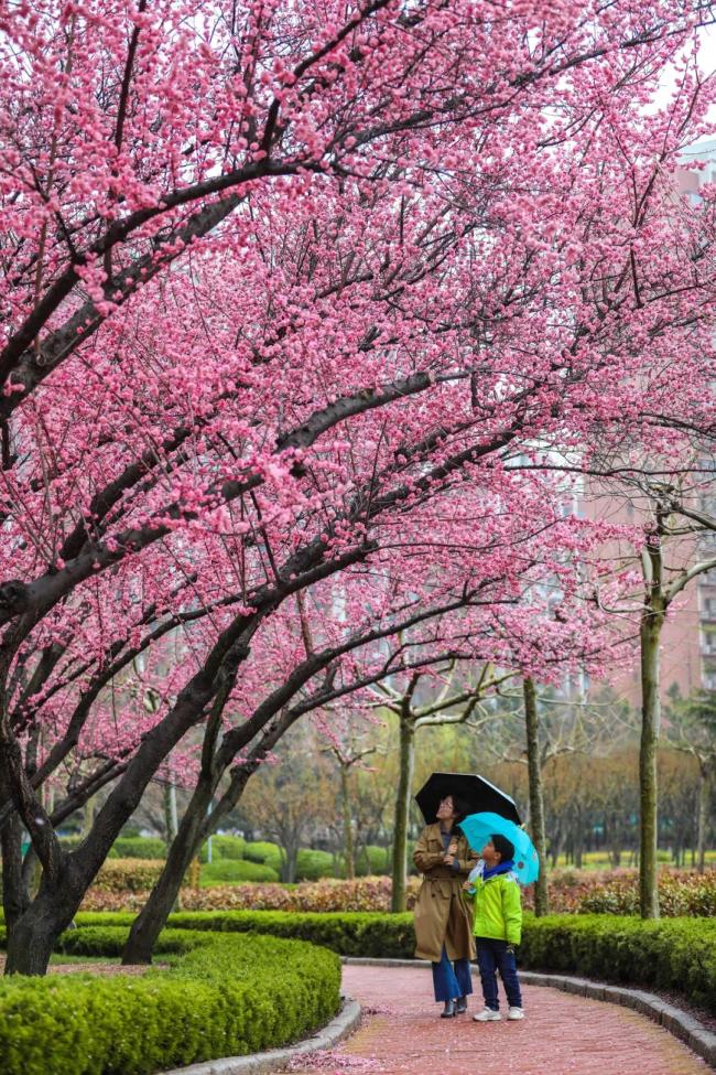 威海荣成百年花村春日花海盛景惊艳亮相