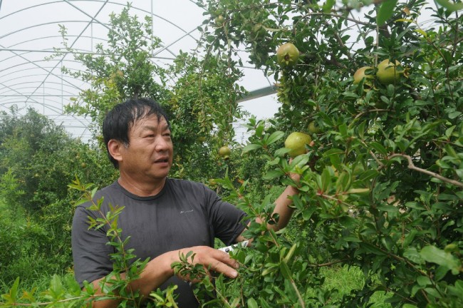 淄博市淄川區羅村鎮河東村植綠愚公張漢修將千畝廢棄礦山變身花果山