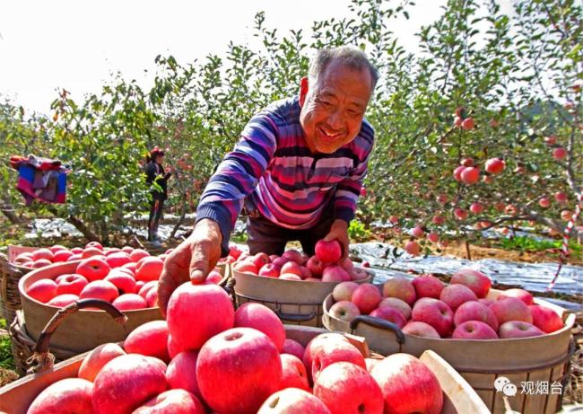 ​解读烟台苹果：中国果业第一品牌是这样炼成的