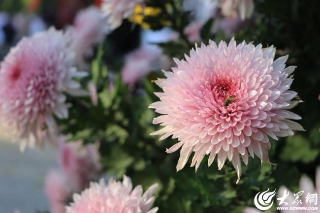 秋日赏菊正当时，德州市1.2万余盆菊花邀您共享视觉盛宴
