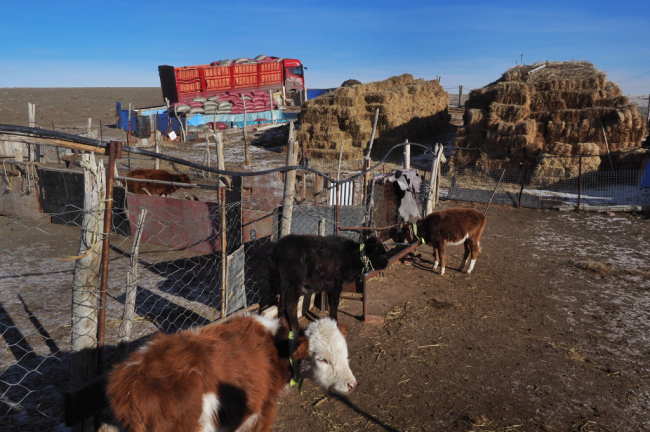 钱捍·又到冬牧场 | 羊群牧民 风景如画-中华网山东