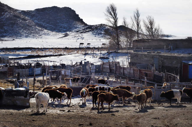 钱捍·又到冬牧场 | 羊群牧民 风景如画-中华网山东