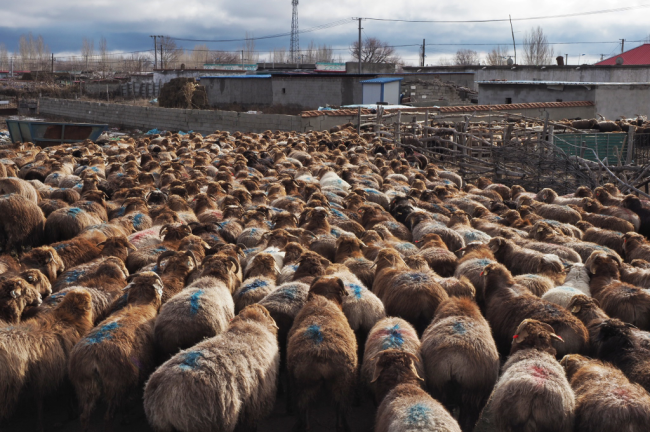 钱捍镜头下的千年牧道新疆布尔津县哈萨克牧民赶羊转场度深冬