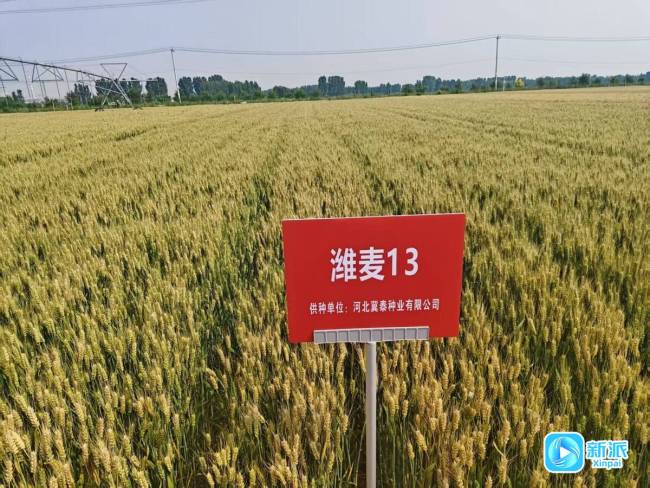 潍坊种业创新取得新突破，“潍麦13”通过国家审定