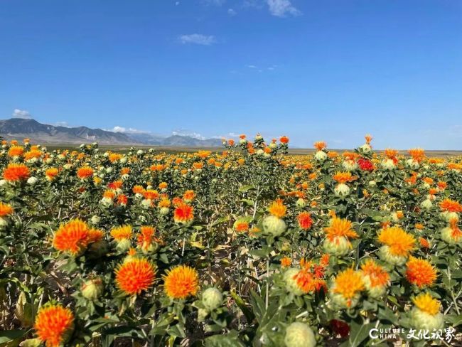 20251017103209104518.jpg 43.jpg