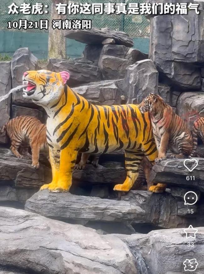 给老虎当司机月薪5万——洛阳一动物园“虎口瀑布”走红引客潮,招聘“兽王驾驶员”收到两千多份简历