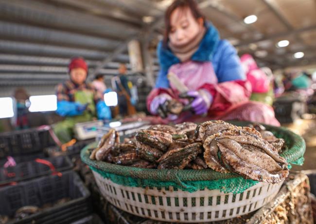 威海荣成：鲍鱼采收忙