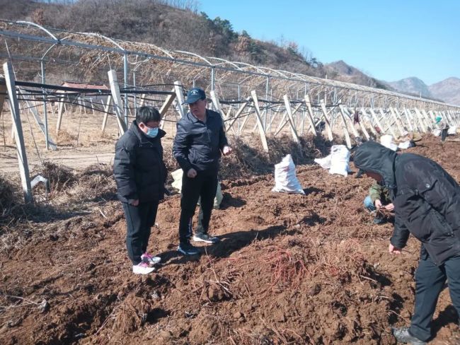 淄博：把科技处方“开”到药田里