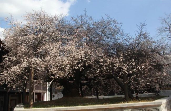 唐建云南寻访古梅纪实③：咏梅寄情，师梅承风