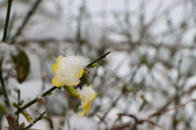 新视界｜济南：路边迎春花 雪后仍盛开