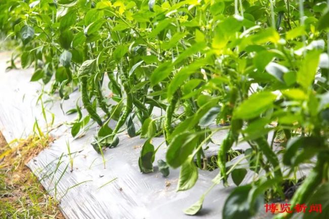 淄博：数智农业为乡村振兴注入新活力