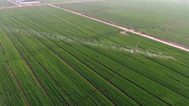 德州“吨半粮”建设扩围增效，乡村振兴纵深推进