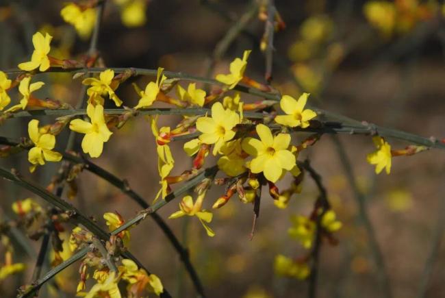 德州赏花图鉴!从迎春花到月季,带你360度全景赏花