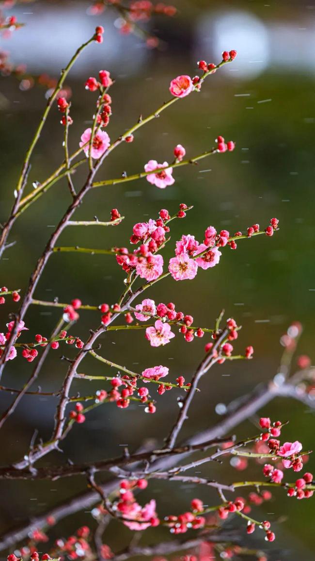 春风有信，花开有期！威海春日赏花指南请查收