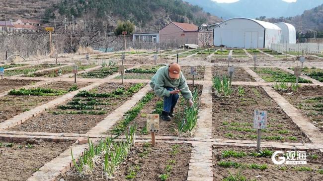 现实版“开心农场”火了!在青岛,周末种地成为解压和社交的新选择