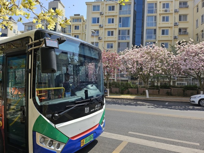 山海之间一路繁花,青岛37路变身“春日赏花专线”