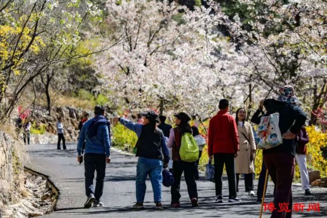 淄博:春光正好文旅热