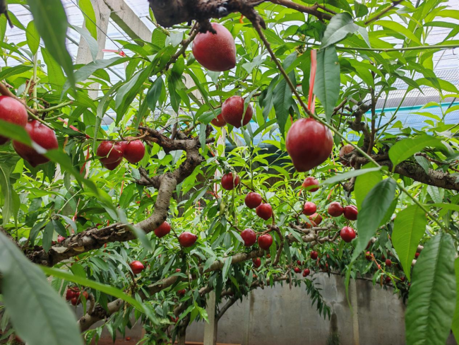 小小油桃映红致富路，青岛莱西市沽河街道特色产业绘就乡村振兴新画卷