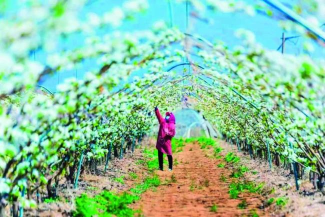 青岛莱西日庄镇：“金果子”成就乡村振兴大产业