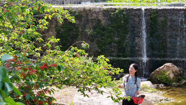济南市莱芜区:“樱桃+”激活甜蜜经济 小果子串起乡村振兴大链条