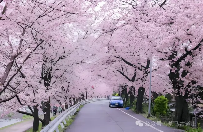 马悦英丨徜徉扬州樱花大道，追怀鉴真大师往事