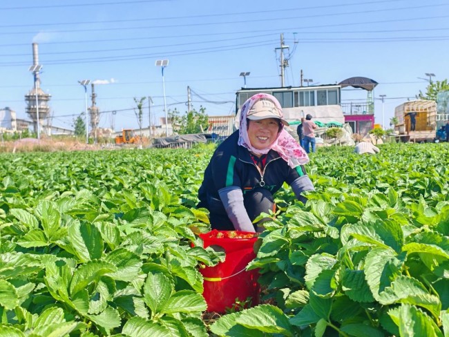 青岛莱西沽河街道:念好草莓经 蹚出致富路