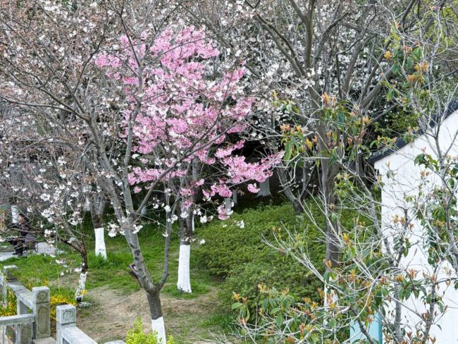 王克举·荡口写生 | 桃花照水,踏遍春山不思还
